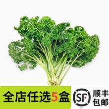 新鲜荷兰芹250g法香反西番西可食用火锅摆盘餐饮蛋糕摆盘装饰花草