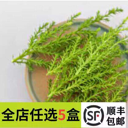新鲜香松20支 黄松 松柏西餐日料烘焙酒店餐厅摆盘装饰点缀花草叶
