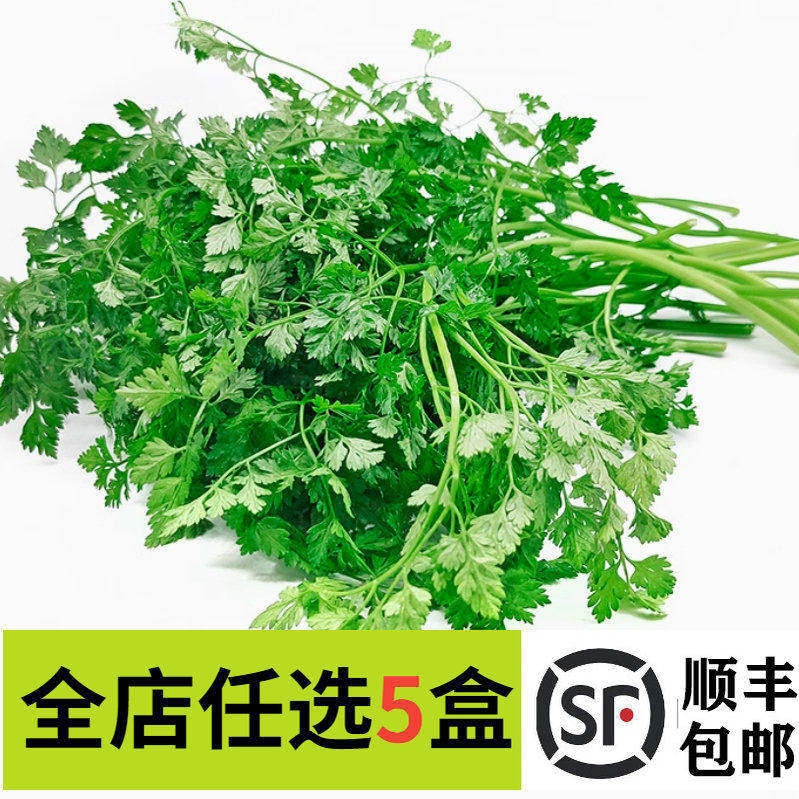 新鲜细叶芹100g 西餐香料 雪维菜 有喙欧芹 酒店西餐摆盘点缀