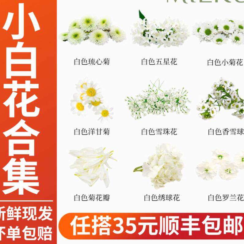 新鲜小白花合集 白色五星花绣球雪珠花洋甘菊罗兰花摆盘西餐烘焙