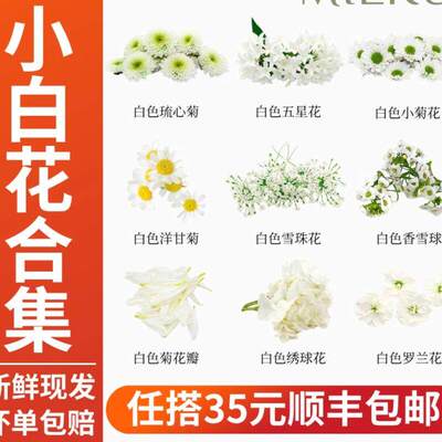 新鲜小白花合集白色五星花绣球