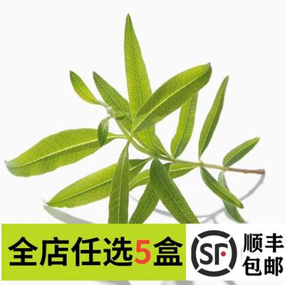 新鲜柠檬马鞭草香蜂草鼠尾草
