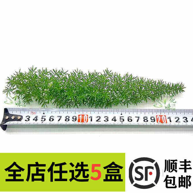 新鲜天门冬狐尾天门冬5根