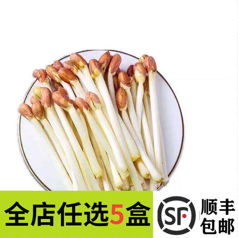新鲜花生芽1盒 食用花生苗生鲜蔬菜芽苗长寿芽酒店饭店烫火锅食材