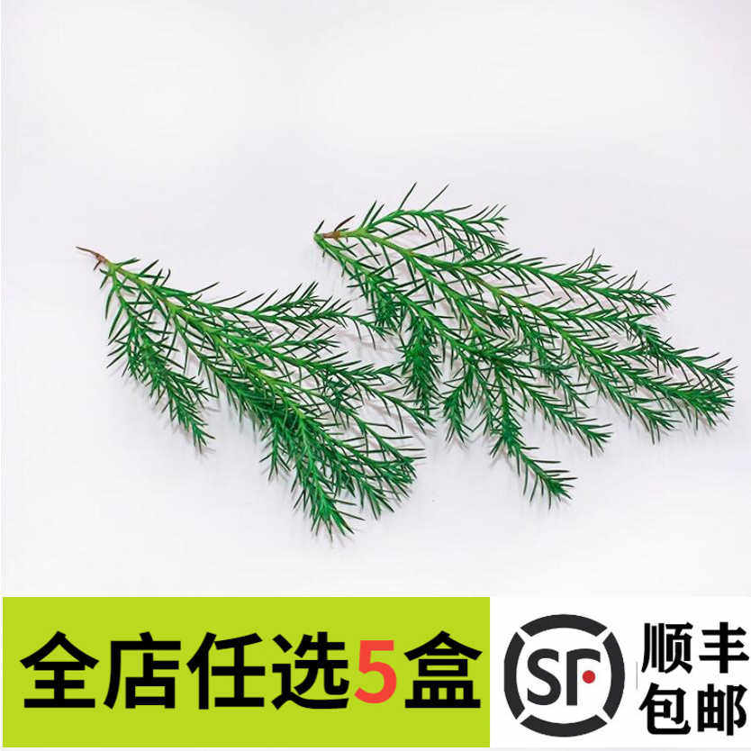 新鲜 黑松枝 20支/盒 非仿真西餐摆盘装饰菜餐饮酒店摆盘鲜花草,水产肉类/新鲜蔬果/熟食,其它,淘宝优惠券,粉丝福利购,淘宝优惠卷