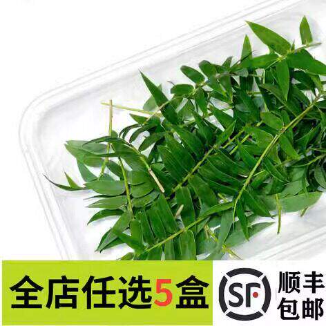 新鲜 米竹叶 凤尾竹 小竹叶20片 非大竹叶 西餐日料摆盘装饰点缀