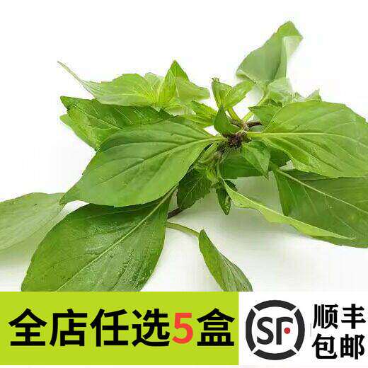 新鲜九层塔新鲜香料金不换