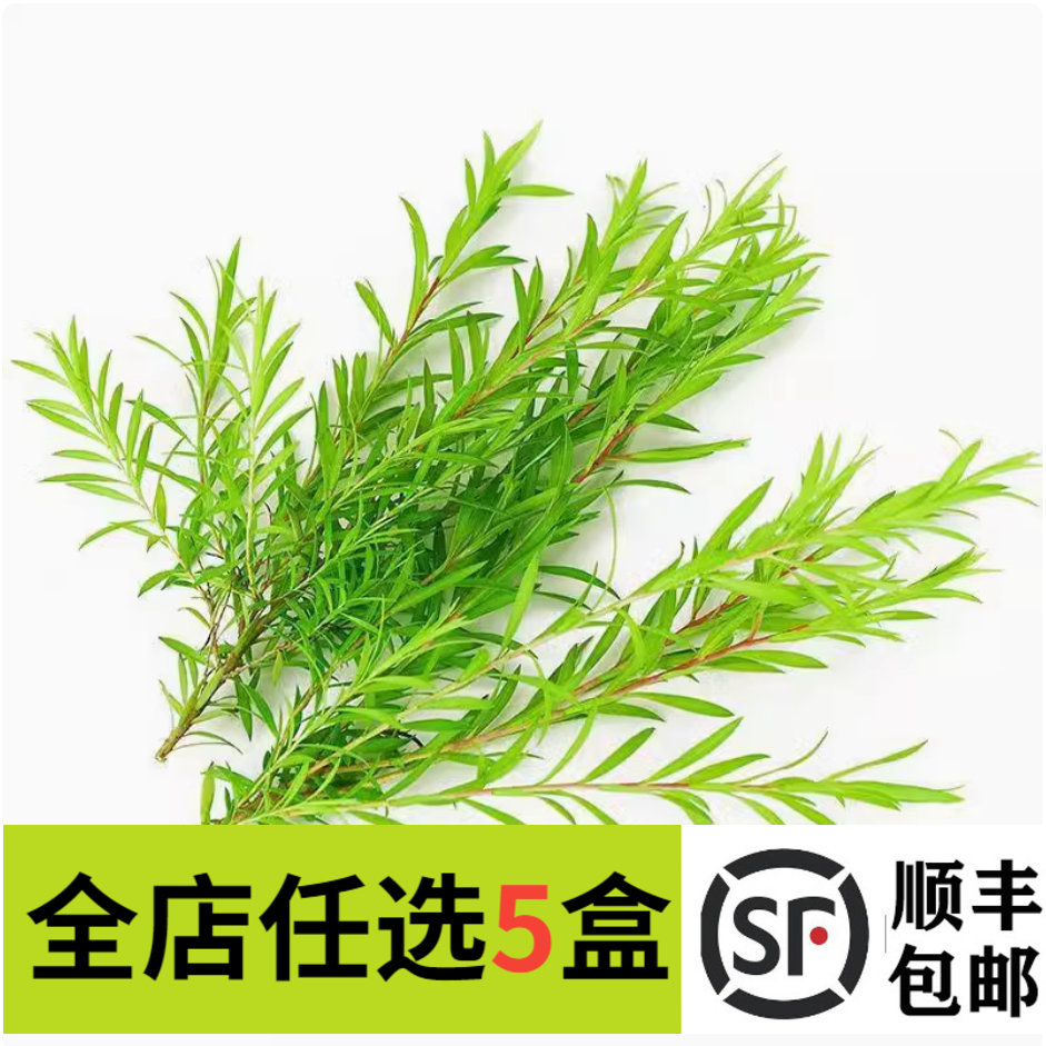 新鲜黄金柳芽嫩芽50支黄金银柳