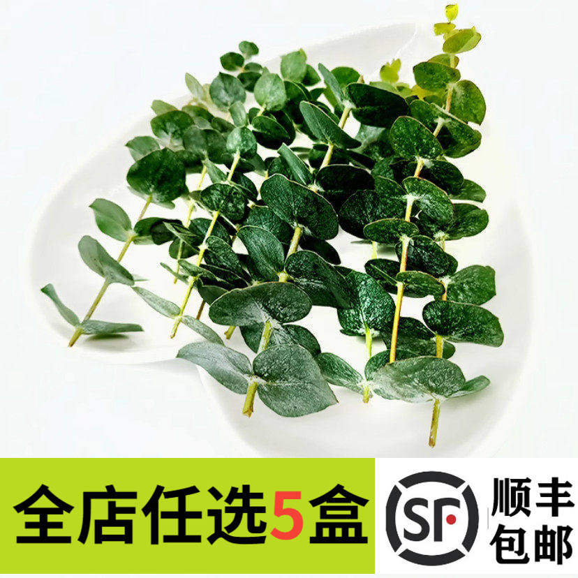 新鲜大叶尤加利15支桉树叶