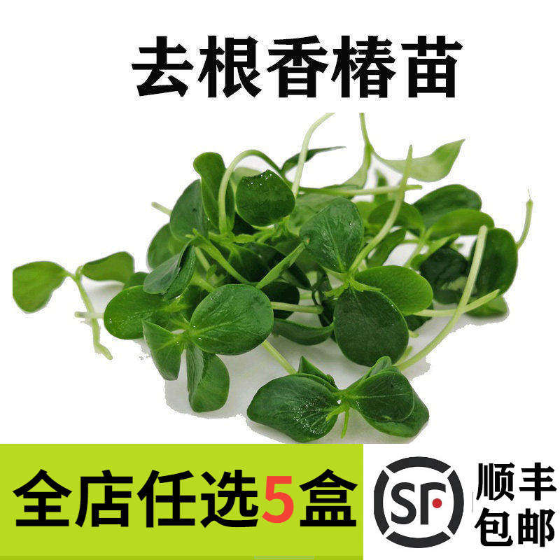 香椿苗嫩头可食用芽苗菜 酒店饭店西餐冷艺摆盘装饰花草