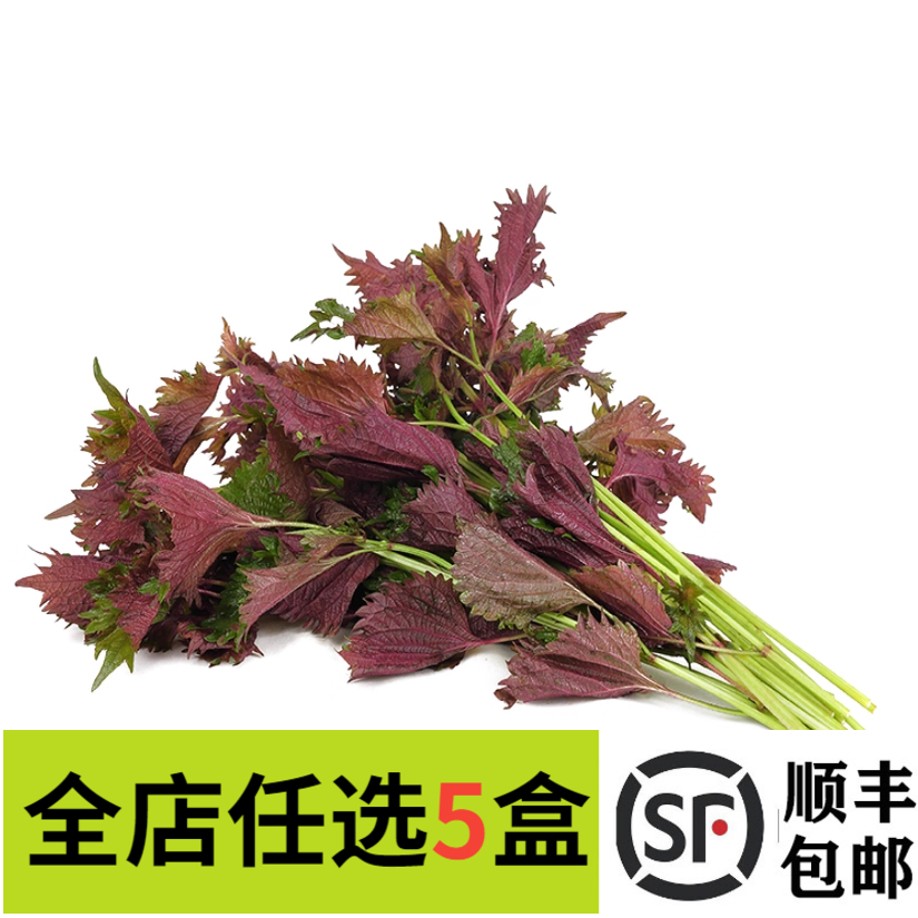 新鲜现摘紫苏叶带杆食用紫苏