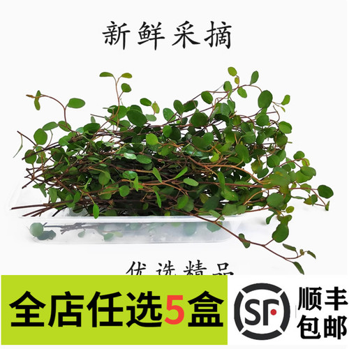 新鲜千叶兰长寿藤吊兰叶子花草