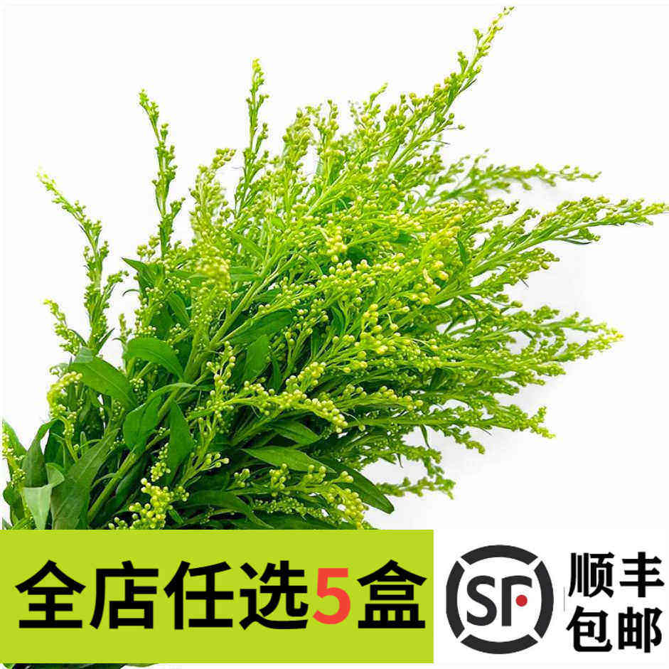 新鲜黄莺 黄莺草 10支 日料西餐酒店餐饮摆盘装饰点缀花草