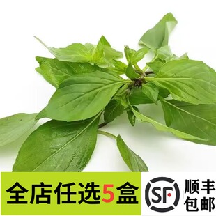 红骨罗勒叶 金不换 新鲜九层塔 新鲜香料