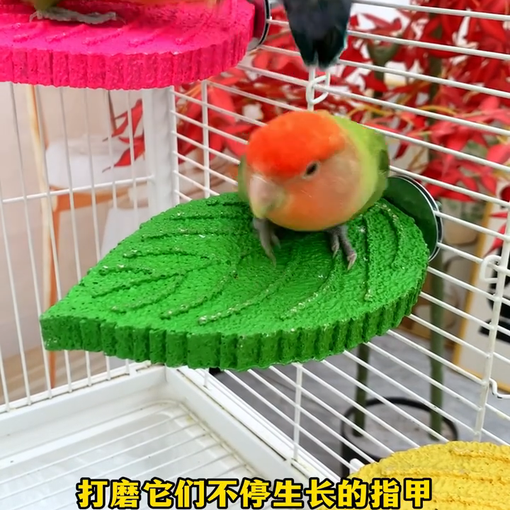 鹦鹉专用树叶磨嘴器玩具磨砂多彩站杆防滑站台磨爪站台磨牙棒站棒,宠物/宠物食品及用品,鸟玩具,淘宝优惠券,粉丝福利购,淘宝优惠卷