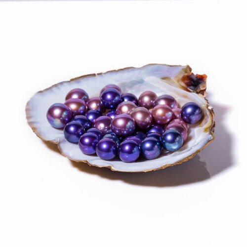 单珠河蚌爱迪生 天然珍珠一蚌一珠天然直播活体开蚌取珍珠紫色