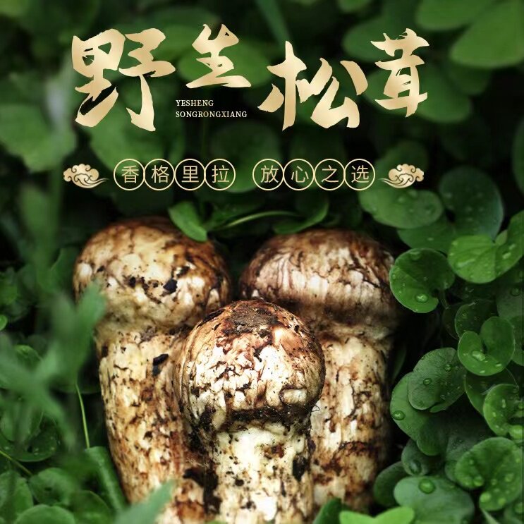 现货云南香格里拉新鲜野生精品松茸500g当天新鲜现挖现发顺丰空运