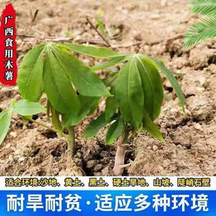 广西面包木薯种子木薯苗食用无毒红皮白肉木薯茎树高产抗旱整箱