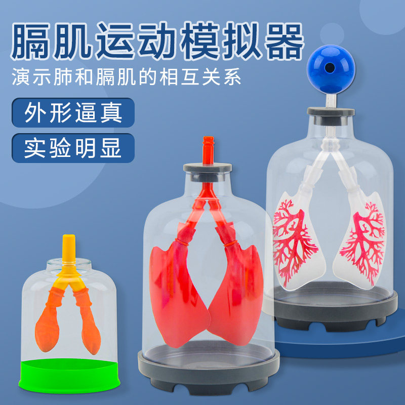 肺呼吸模型演示器膈肌运动模拟器制作人体肺气体交换初中生物实验器材