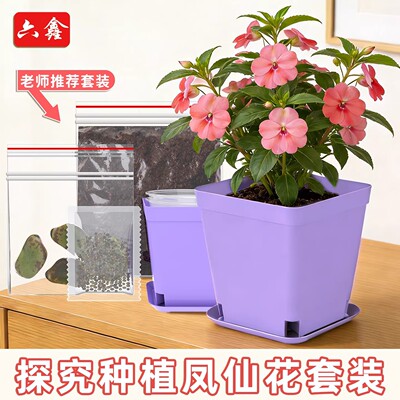 凤仙花种籽蚕豆种子小学生四年级