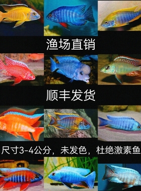 三湖慈鲷，马里奥，蓝黎明，马丽丽，蓝纹魔鬼，太阳孔雀，金松鼠