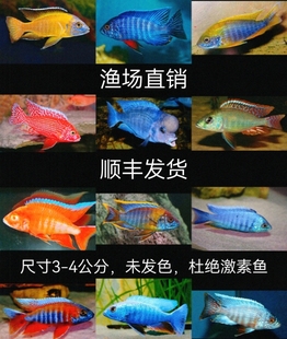 三湖慈鲷，马里奥，蓝黎明，马丽丽，蓝纹魔鬼，太阳孔雀，金松鼠