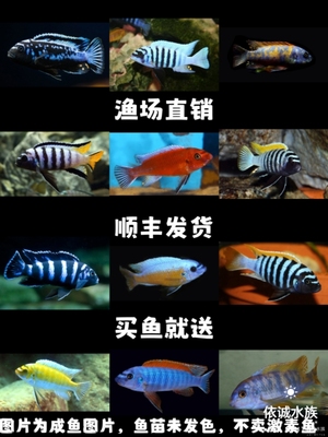 三湖慈鲷马鲷精品岩栖类活体热带淡水观赏鱼