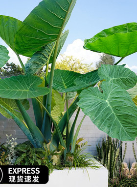 室内象耳芋盆栽大型绿植网红庭院