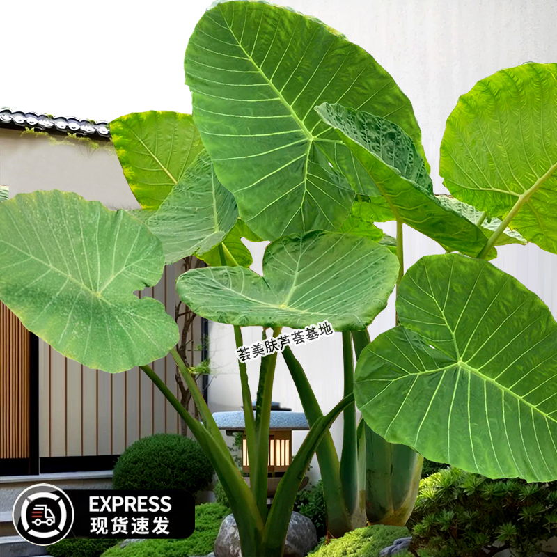 网红植物大叶象耳芋野海芋