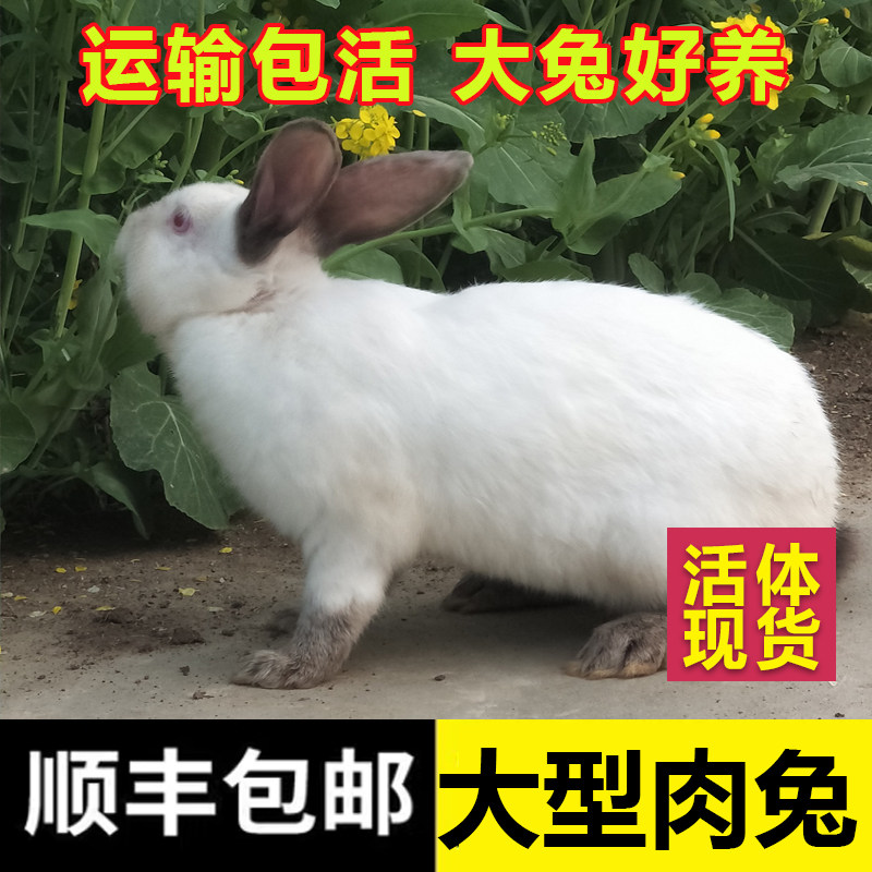 大型活兔种兔成年肉兔