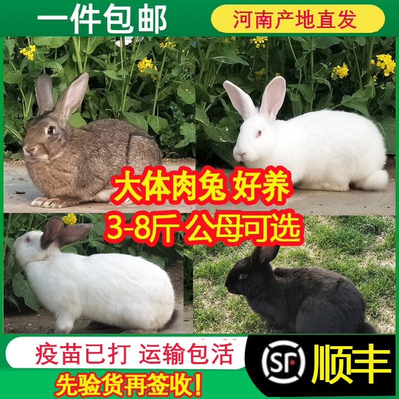 大型成年种兔比利时八点黑种兔