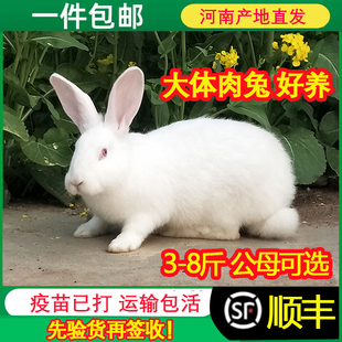 兔活物大型肉兔公母一对月月兔成年种兔食用家养比利时小兔子活体