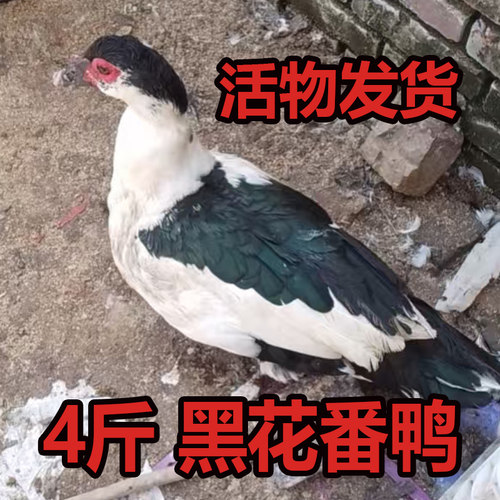 番鸭鸳鸯鸭散养健康农家特色特产可繁殖公母可选
