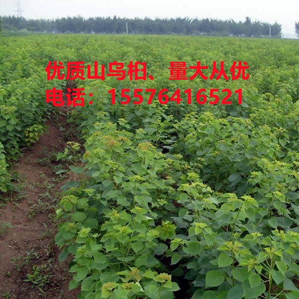 山乌桕树苗造型树山桕子