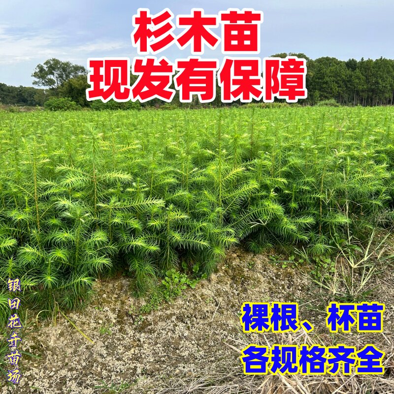 杉树苗速生杉木苗良种杉树苗沙木刺杉树小苗红心杉营养杯苗杉木苗