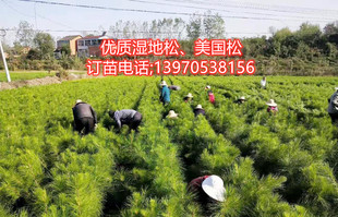 松树苗油松湿地松美国松马尾松黑松小袋苗华山松袋苗云南松苗