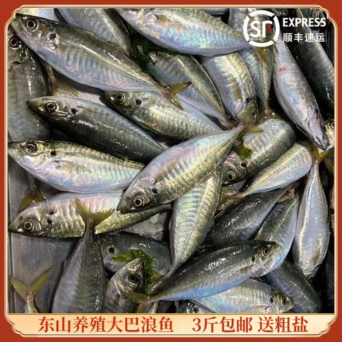 东山岛养殖巴浪鱼活冻蓝圆鲹土豪竹荚鱼三斤包邮个头大巴浪鱼刺身