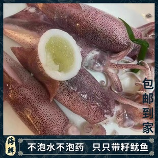 新鲜满籽海兔东山小管带籽火箭鱿鱼带饭水产品海鲜灯光照母管尤鱼