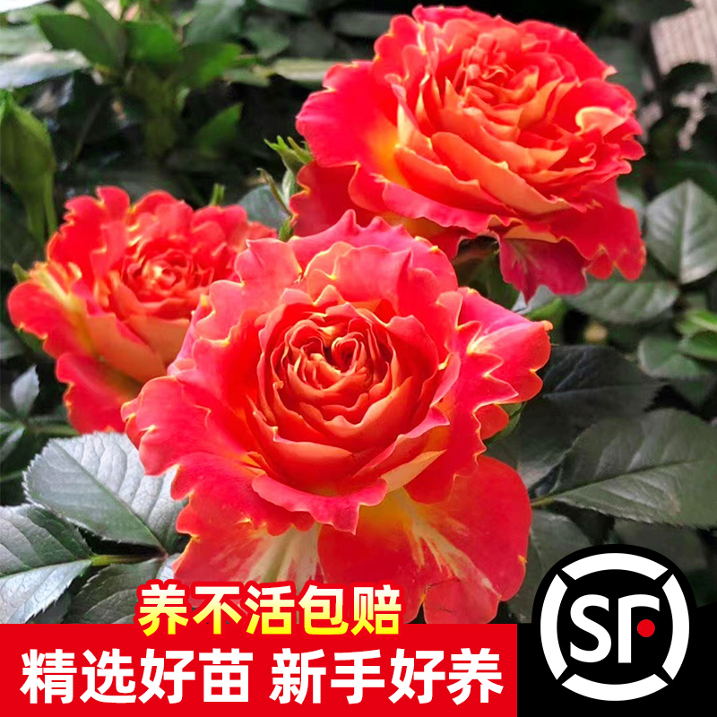 双鱼座月季花苗特大花果汁阳台玫瑰花苗盆栽四季开花树苗灌木植物 鲜花速递/花卉仿真/绿植园艺 时令草本花卉 原图主图