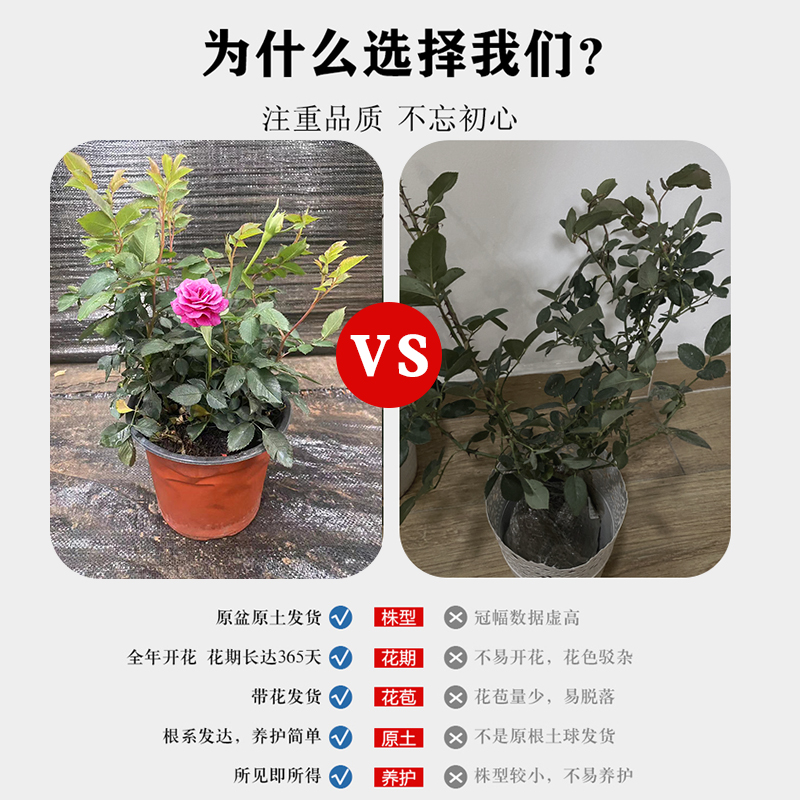 冥王星月季特大玫瑰花苗老桩带花苞四季开花带盆栽好灌木花卉多头