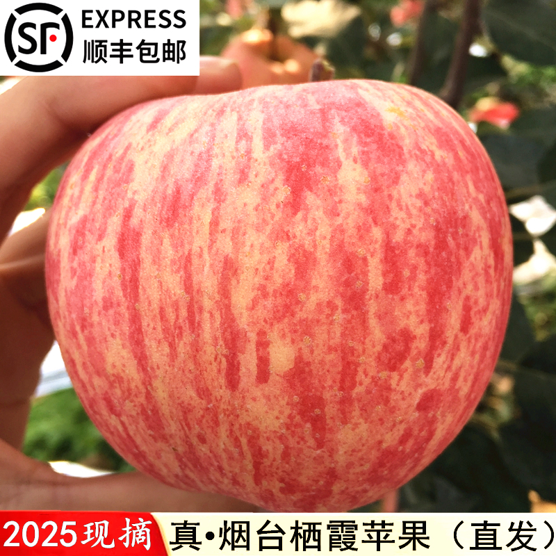 烟台栖霞苹果红富士脆甜顺丰包邮