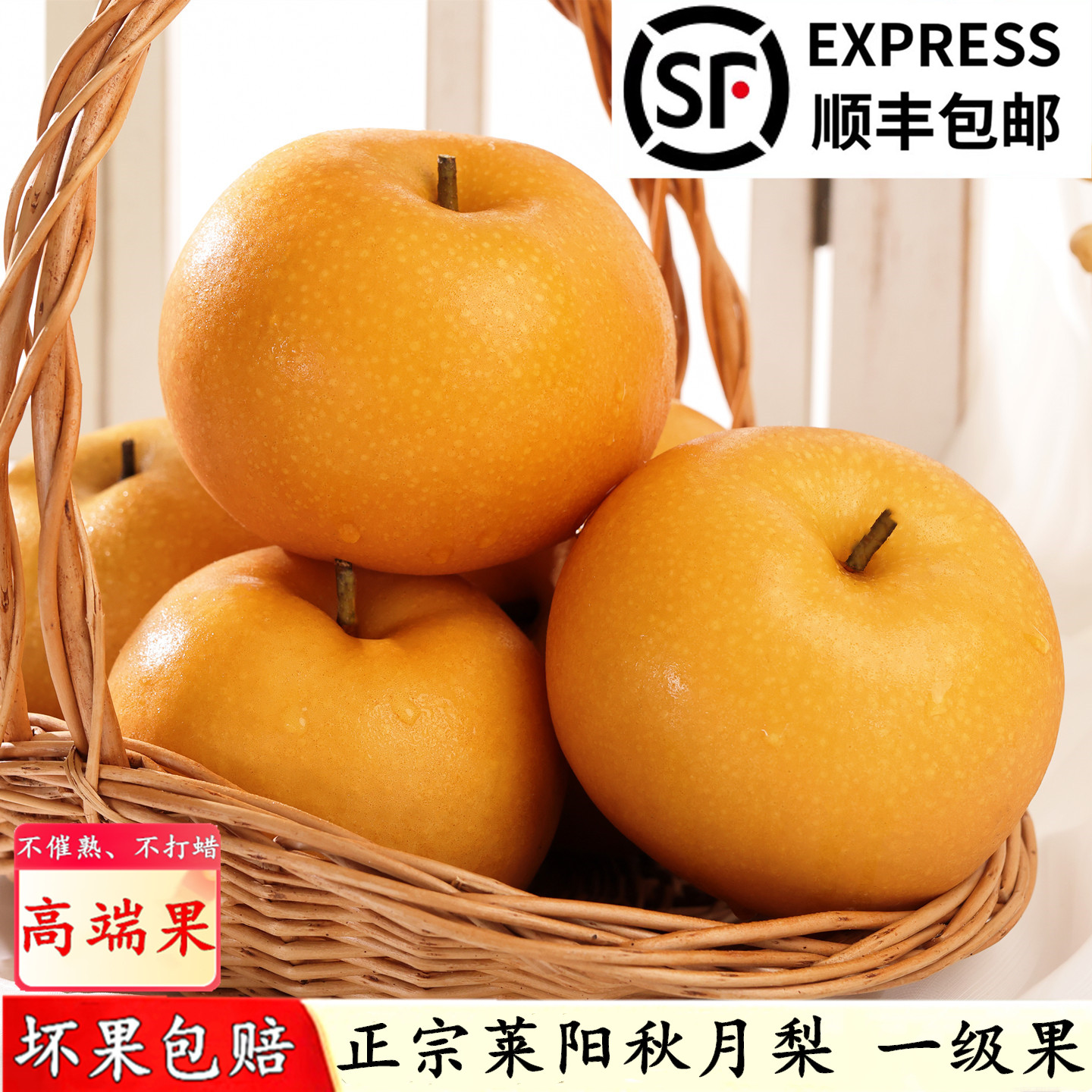 新鲜现摘山东莱阳秋月梨一级果