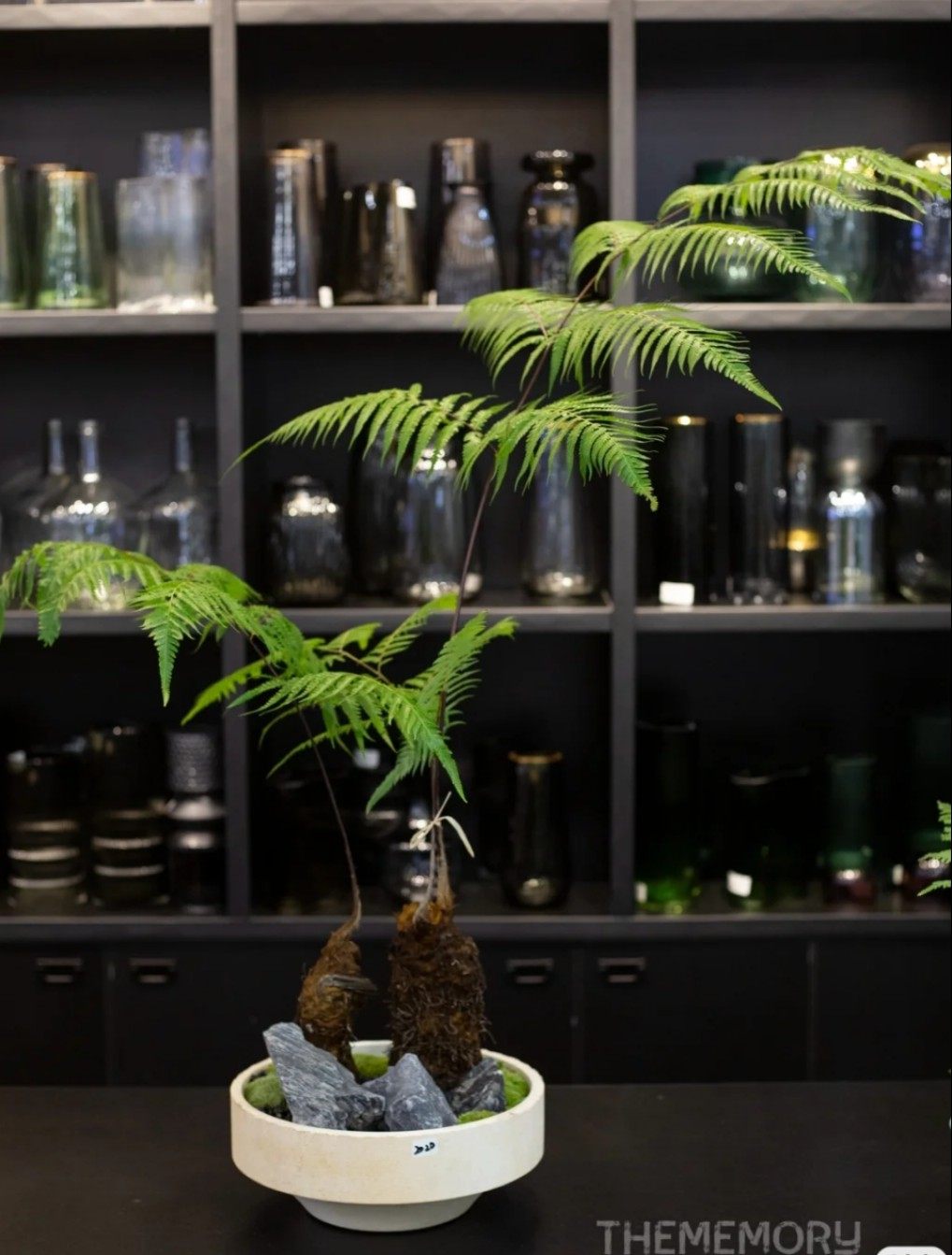 金丝猴蕨金毛狗阙客厅绿植盆栽室内最好植物超级珍贵茶室自然盆景