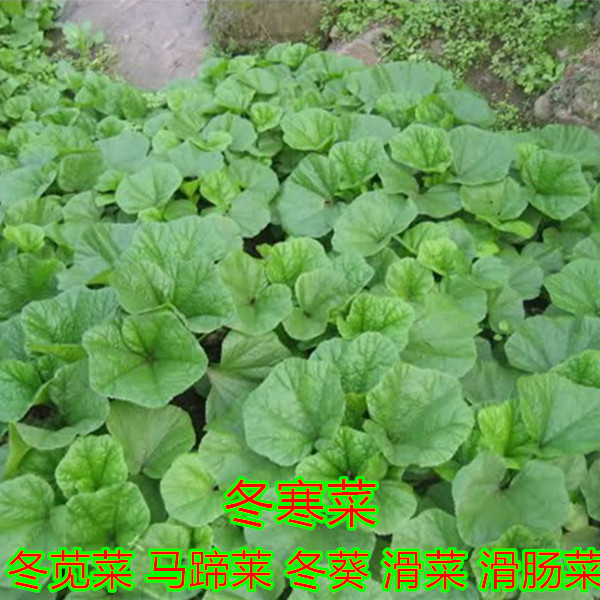 智冬苋菜种子马蹄菜高钙菜种子 盆栽野菜 春秋冬播蔬菜籽