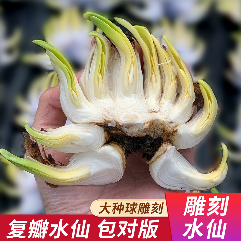 漳州雕刻水仙花特级复瓣水仙花种球冬季开花室内水养盆栽水培花卉