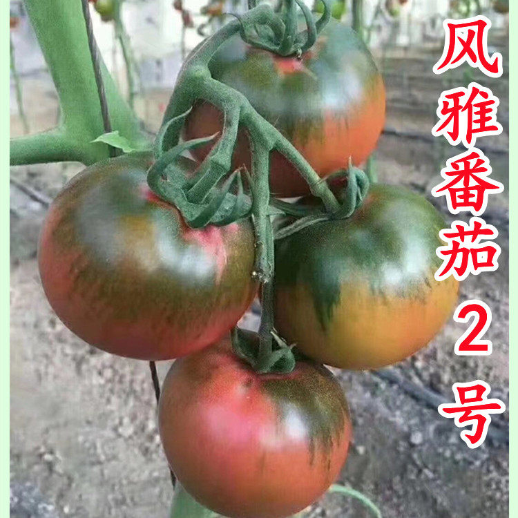 京采8号草莓番茄种子糖度高成熟带绿肩口感甜脆酸东北铁皮种籽孑
