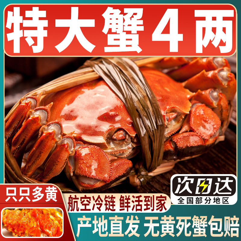 大闸蟹12只现货鲜活螃蟹礼盒