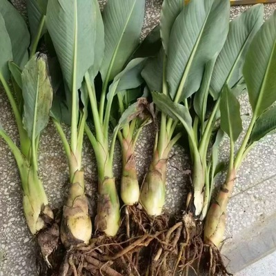 云南地涌金莲绿植千瓣莲花养不死大型盆栽地莲花懒人花苗产地直发