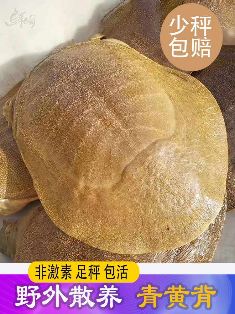 包活黄背外塘大甲鱼活鲜活食用中华鳖活物水产青黄背老鳖团鱼足秤 水产肉类/新鲜蔬果/熟食 甲鱼 原图主图