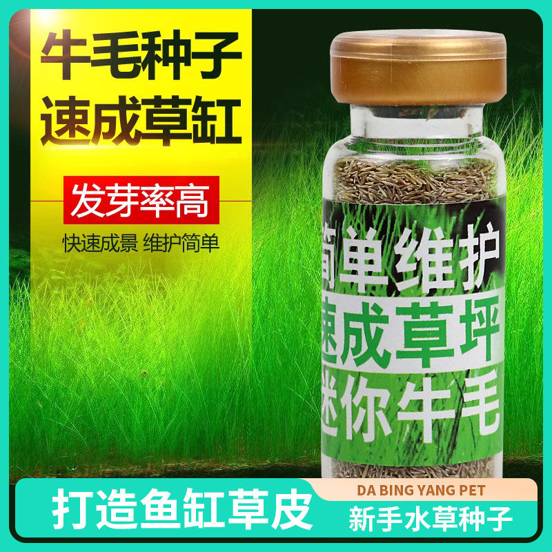 鱼缸装饰水草种子前景牛毛毡迷你